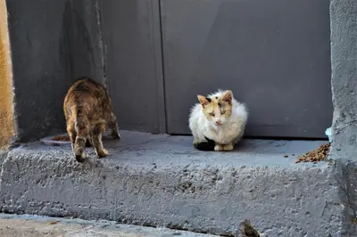 two cats sitting in front of a door at Dimosthenis_loft2 in Athens