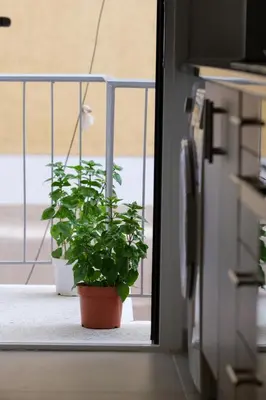 two potted plants sitting on a balcony at SOKOS Residence, 3' walk from Neos Kosmos Metro in Athens