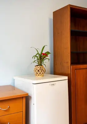 a plant sitting on top of a white refrigerator at Bravo 2 City Center Room in Athens
