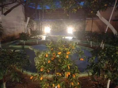an orange tree in front of a pool of water at Penthouse Oasis in Athens