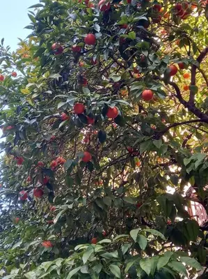 an apple tree with lots of red apples on it at Penthouse Oasis in Athens