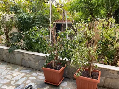 two pots with plants in them in a garden at Garden View Apartment in Athens