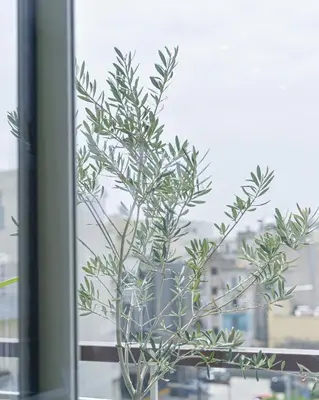 a green plant in a vase in a window at Glassy Apartment in Athens