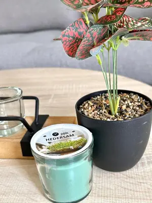 a plant in a pot sitting on a table at Dafni City Apartment 2 in Athens