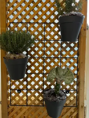 three potted plants on a wooden lattice fence at The island studio in Piraeus