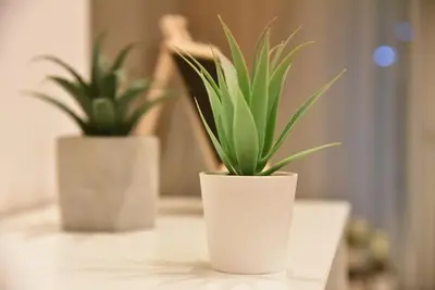 two plants in white vases sitting on a table at Tiny Treasure Apartment in Athens
