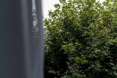 a tree with lots of leaves in front of a window at Frinichou 18 by Athens Concept Residences in Athens