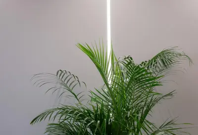 a green plant sitting next to a wall at Golden Island Resorts in Athens