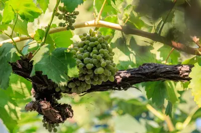 a bunch of green grapes hanging from a tree at Lagonisi Beach House in Lagonissi