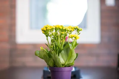 a purple potted plant with yellow flowers in it at Luxury suites XiangBaLa Glyfada in Athens