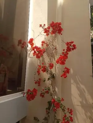 a bunch of red flowers on the side of a wall at Annitas luxury oasis appartment in Athens