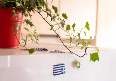 a plant sitting on top of a counter at Live in Athens, PSYRRI Central Apartments in Athens