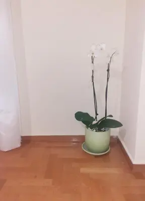 a plant in a green pot on a wooden floor at A-Apartments -- Agiou Therapontos in Athens