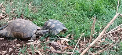 a tortoise is standing in the grass at Athenian Asty Guesthouse in Athens