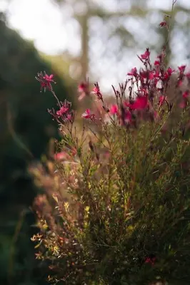 a bush of pink flowers with a tree in the background at Villa Mare Nostrum Sounio in Sounio