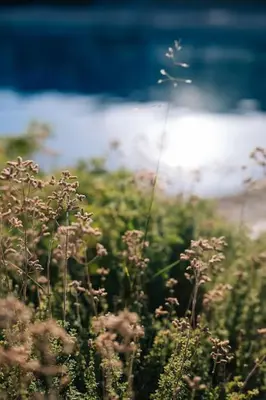 a field of flowers with the ocean in the background at Villa Mare Nostrum Sounio in Sounio