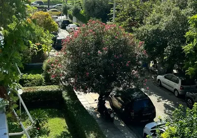 an aerial view of a tree with pink flowers at Sea View Studio in Athens