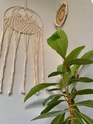 a plant sitting next to a wall with hangingaments at Gina's cozy home in Athens