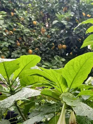 a plant with green leaves with oranges in the background at Citrus dream apartment in Athens
