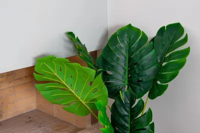 a green plant sitting next to a wall at Comfort 1BR apt with amazing balcony at Piraeus in Piraeus