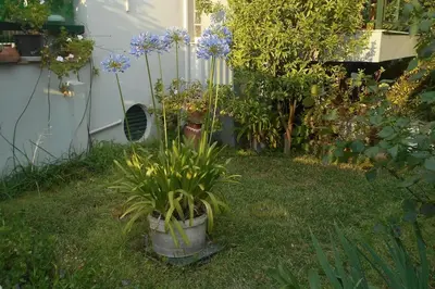 a garden with some plants in a yard at Pela's studio 10 minutes from the Athens airport in Leondárion