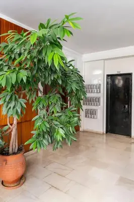 a large green plant in a room with at Alimos Seabreeze apartment in Athens