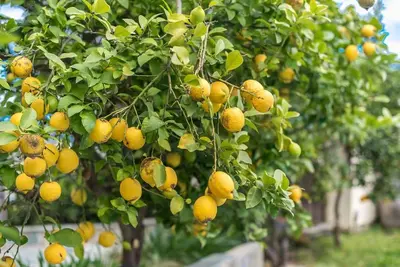 a bunch of oranges hanging from a tree at Διαμέρισμα με πισίνα στην Αρτέμιδα in Vravrona