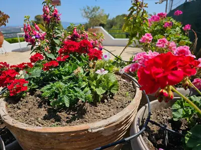a basket filled with red flowers in a garden at Zoe's home - stunning view in Áyios Konstandínos