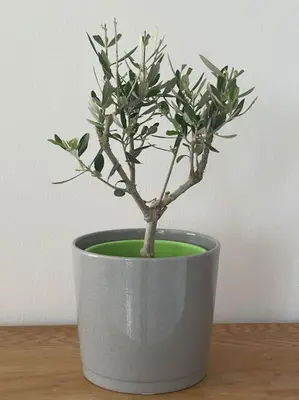a small tree in a pot on a table at Glyfada 3 Bed: Modern & Cozy in Athens