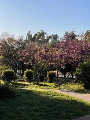 a park with trees with pink flowers and a sidewalk at Sunny Athens in Athens