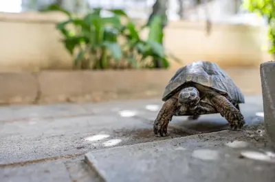 a small tortoise walking on a sidewalk at ANGEL , Luxury 2BD apartment next to the Beach in Athens