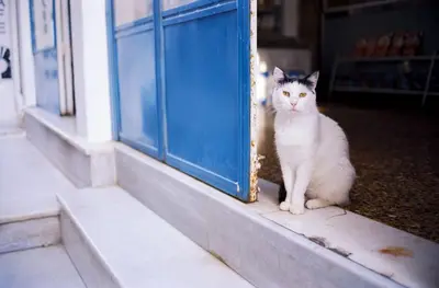 a white cat sitting next to a blue door at Delightful Athens Villa 1 Bedroom Villa Toshiro Thissio View in Athens