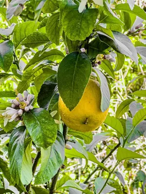 a lemon hanging from a tree with leaves and a flower at Lemon Tree House Varkiza in Vari
