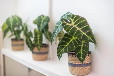 a row of potted plants sitting on a shelf at Seaside Corner Kastella Getaway in Piraeus