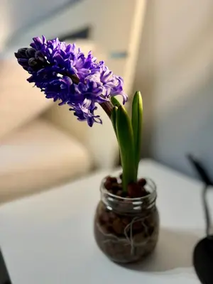 a jar filled with purple flowers on a table at Victoria Secret Suite greendom in Athens