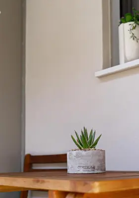 a succulent plant sitting on a wooden table at Cutie Studio Apartment in Koukaki in Athens