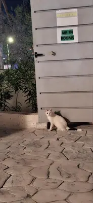 a white cat sitting in front of a garage door at AIR-IN Rooms with magnificent views in Spáta