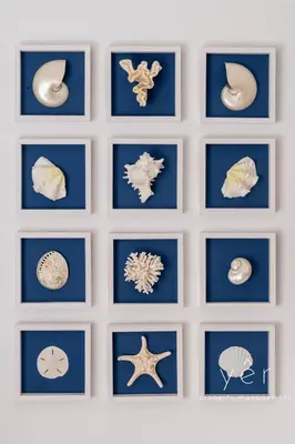 a wall filled with pictures of seashells on a wall at Shell-Charm w/Sea View & Parking in Piraeus