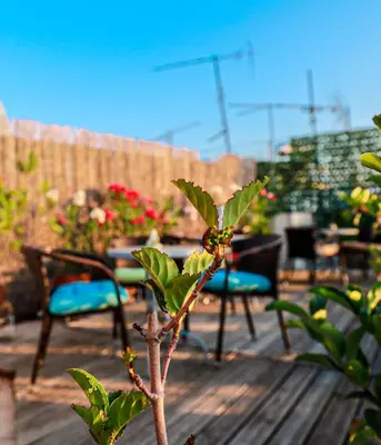 a plant in front of some chairs on a deck at Bachelor Penthouse with Roof Garden access, 15 m walk to Acropolis in Athens