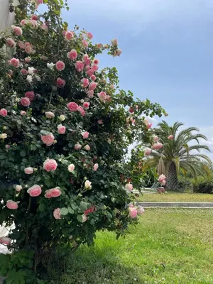 a bush of pink roses in a garden at Villa Zen Kyriakos Magnificent Vibes in Paianía