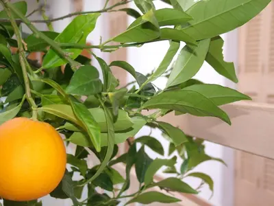 an orange on a tree with green leaves at George's Apartment in Agia Marina Aegina