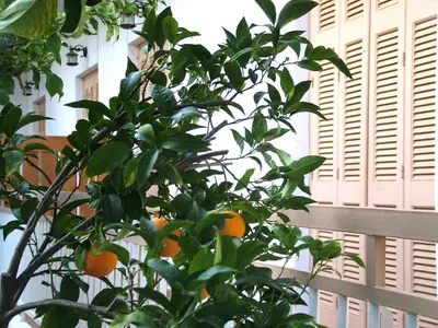 a tree with oranges on it next to a fence at George's Apartment in Agia Marina Aegina