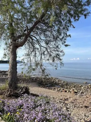 a tree on the beach with purple flowers at Sunny Modern Beach Retreat Steps from the Shore in Saronida