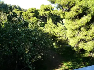 an overhead view of a forest with trees and a house at Miliannas in Athens