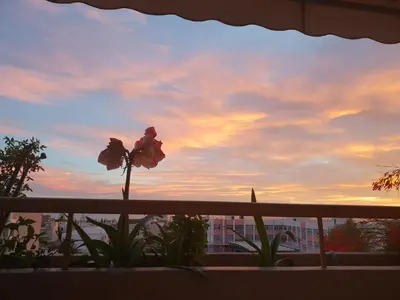 a flower on a balcony with a sunset in the background at Cozy Room with Sea View in Athens