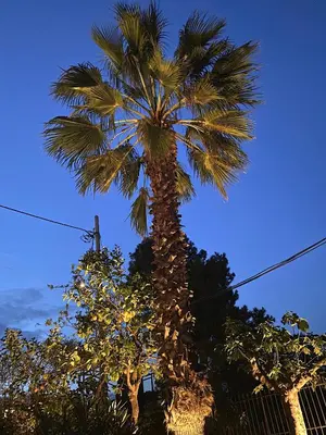 a palm tree with a bunch of leaves on it at Arcus by Aestas Suites in Artemida