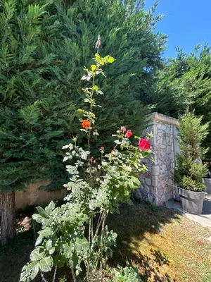 a plant with red and yellow flowers in a garden at Ablaze Luxury Athens in Glyka Nera