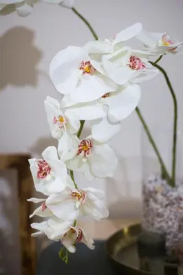 a group of white flowers in a vase at A pleasant stay near to Acropoli 1A in Athens