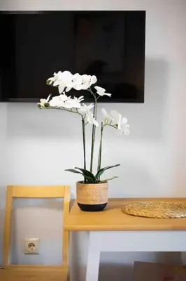 a vase of white flowers sitting on a table at Elegant studio next to Acropolis 2 in Athens