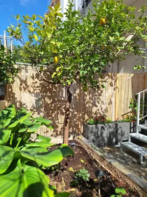 a small lemon tree in front of a fence at Lux Studio in Ilioupoli, 20 min from Acropolis in Athens